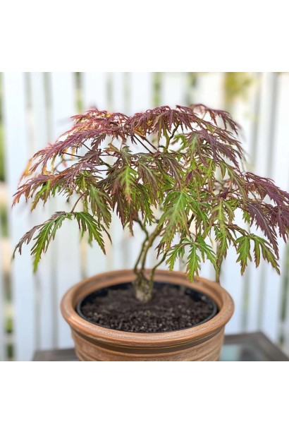 Acer palmatum Inaba-shidare листя восени